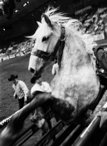 silver gelatin print