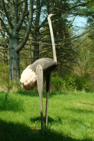 Dan West Ostrich Private Collection