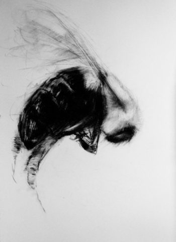 2008 charcoal on paper 54 x 40 inches