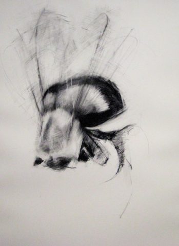 2008 charcoal on paper 54 x 40 inches Private Collection