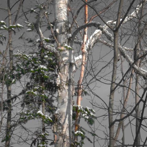 photograph 13 x 13 inches