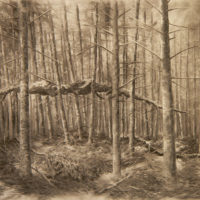 2007 charcoal on wove paper 23 x 29 inches Private Collection