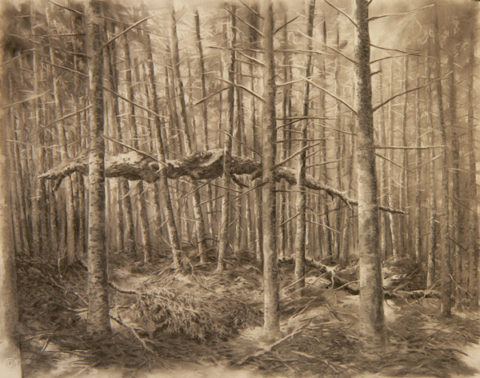 2007 charcoal on wove paper 23 x 29 inches Private Collection