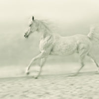 2011 archival pigment print ed 5/15 15 3/4 x 21 inches