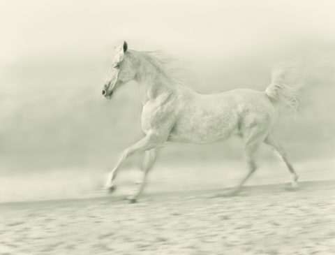 2011 archival pigment print ed 5/15 15 3/4 x 21 inches
