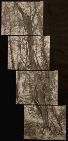 platinum print on handmade paper 40 x 24 inches