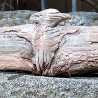 driftwood. 5 x 19 x 3 1/2 inches In Private Collection