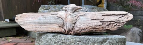 driftwood. 5 x 19 x 3 1/2 inches In Private Collection