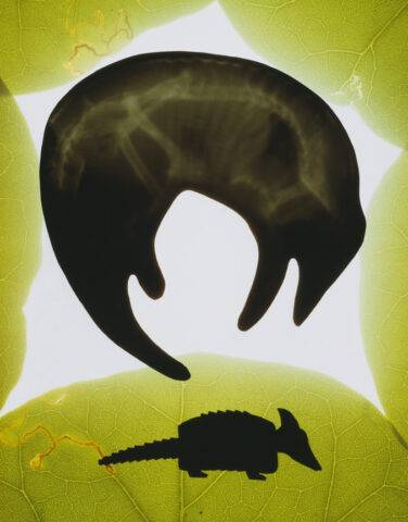 1999 cliche verrre with x-ray 19 x 14 inches